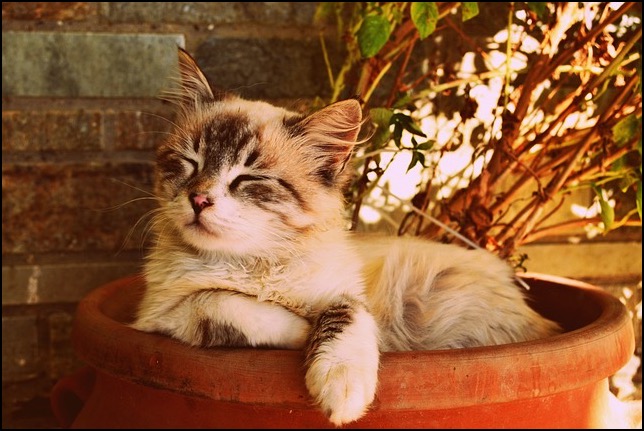 Kitten asleep in an orange plant pot